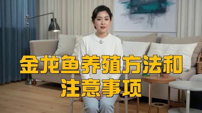 哪種背景色最適合初養金龍魚的人？