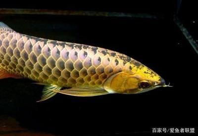 龍魚為什么總在水底怎么辦（龍魚總在水底游動可能由多種原因引起，以下原因和相應(yīng)的解決方案）