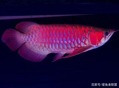 龍魚為什么總在水底怎么辦（龍魚總在水底游動可能由多種原因引起，以下原因和相應(yīng)的解決方案）