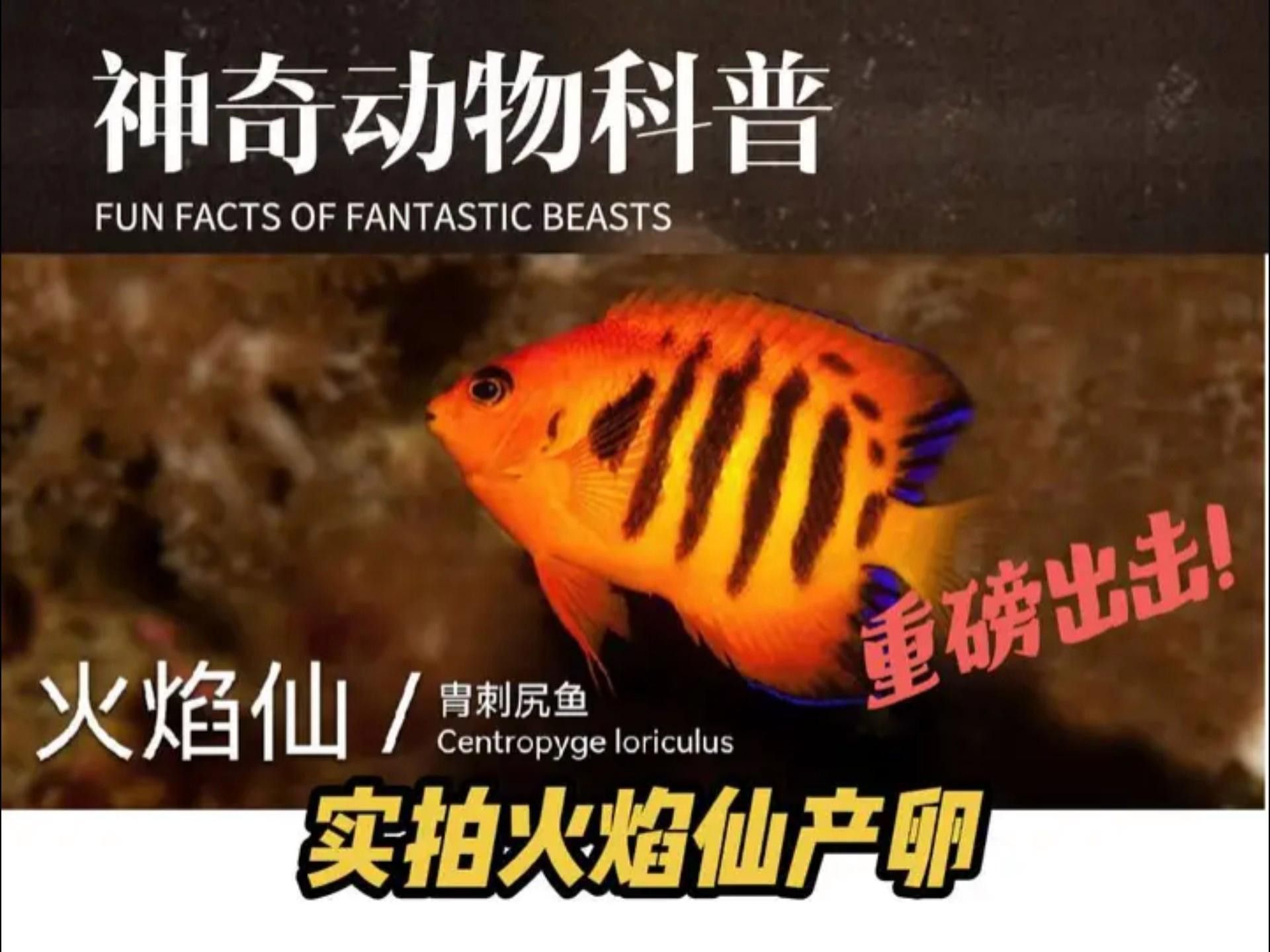 小火龍魚繁殖時需要注意什么？