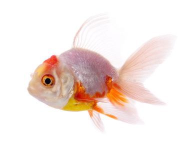 龍魚白底好還是黑底好(白底和黑底的魚缸各有優點和適用情況) 龍魚百科 第4張 龍魚白底好還是黑底好(白底和黑底的魚缸各有優點和適用情況) 龍魚白底好還是黑底好(白底和黑底的魚缸各有優點和適用情況) 龍魚百科 第4張
