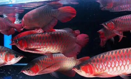 祥龍魚場官方微信公眾號是什么（祥龍魚場官方微信公眾號信息如何查詢）