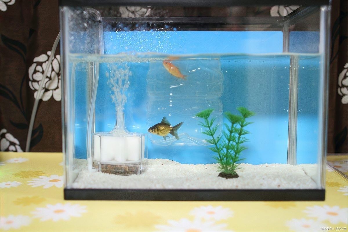 龍魚趴缸是怎么回事