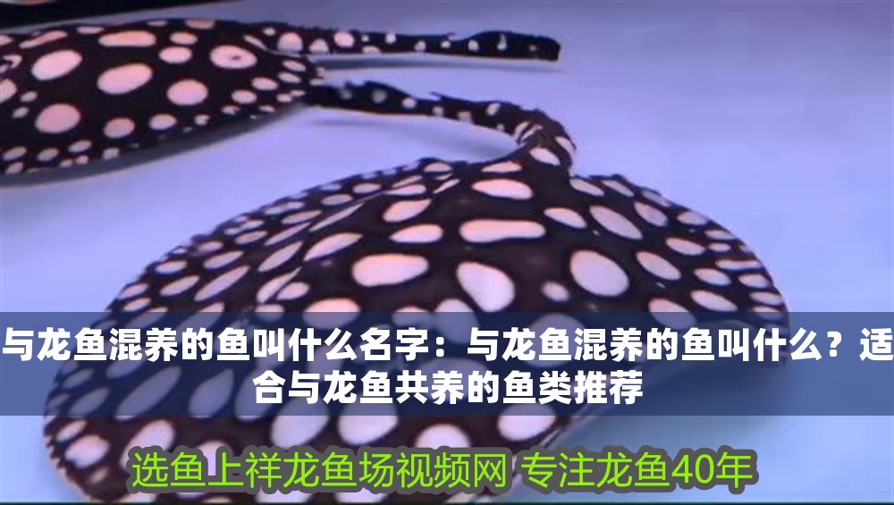 與龍魚混養的魚叫什么名字：與龍魚混養的魚叫什么？適合與龍魚共養的魚類推薦 與龍魚混養的魚叫什么名字：與龍魚混養的魚叫什么？適合與龍魚共養的魚類推薦 龍魚百科 第1張