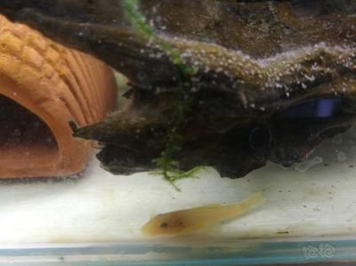 龍魚配什么清理缸的魚糞便：適合與龍魚混養并能幫助清理魚缸糞便的幾種魚類