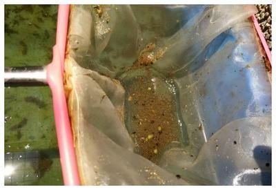 龍魚配什么清理缸的魚糞便：適合與龍魚混養并能幫助清理魚缸糞便的幾種魚類