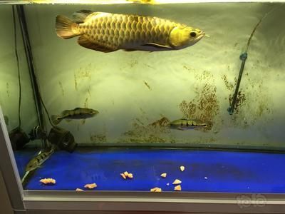 魚龍和龍魚的區別：魚龍和龍魚是兩種完全不同的生物，它們是兩種完全不同的生物