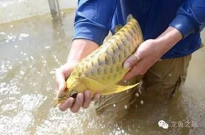 龍魚的配魚身上有傷了（龍魚的配魚身上有傷，這可能會對龍魚的健康產(chǎn)生一定的影響）
