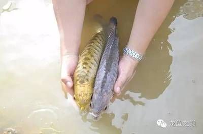 龍魚的配魚身上有傷了（龍魚的配魚身上有傷，這可能會對龍魚的健康產(chǎn)生一定的影響）