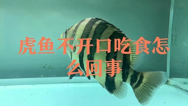 虎魚和龍魚在缸里亂竄不吃食咋回事