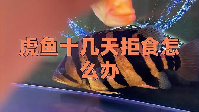 虎魚和龍魚在缸里亂竄不吃食咋回事