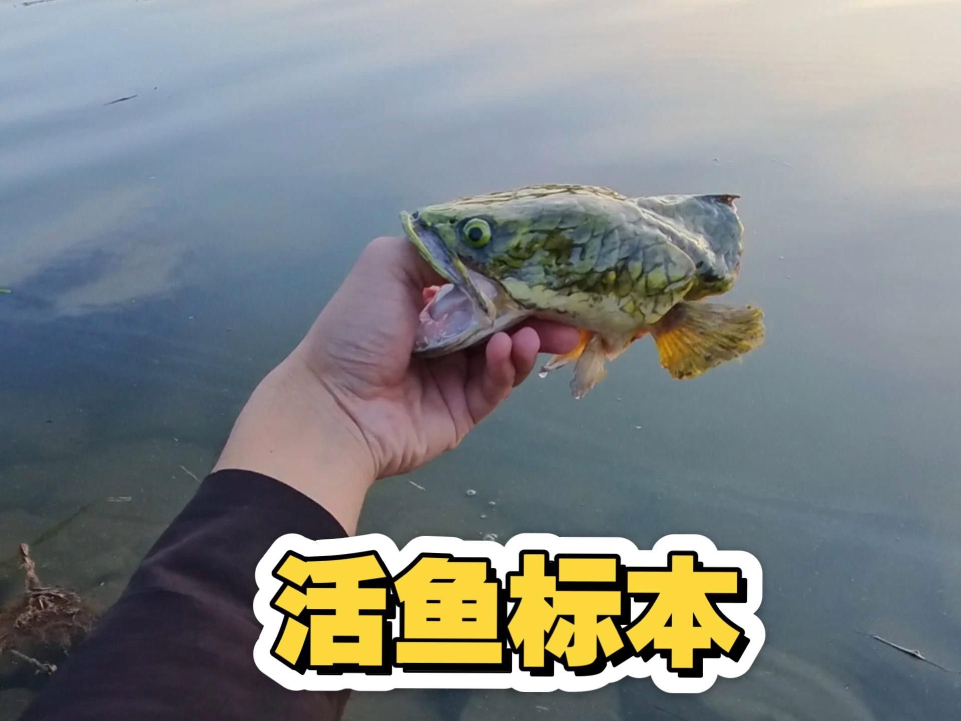 如何制作龍魚標本？ 如何制作龍魚標本？ 龍魚百科 第1張
