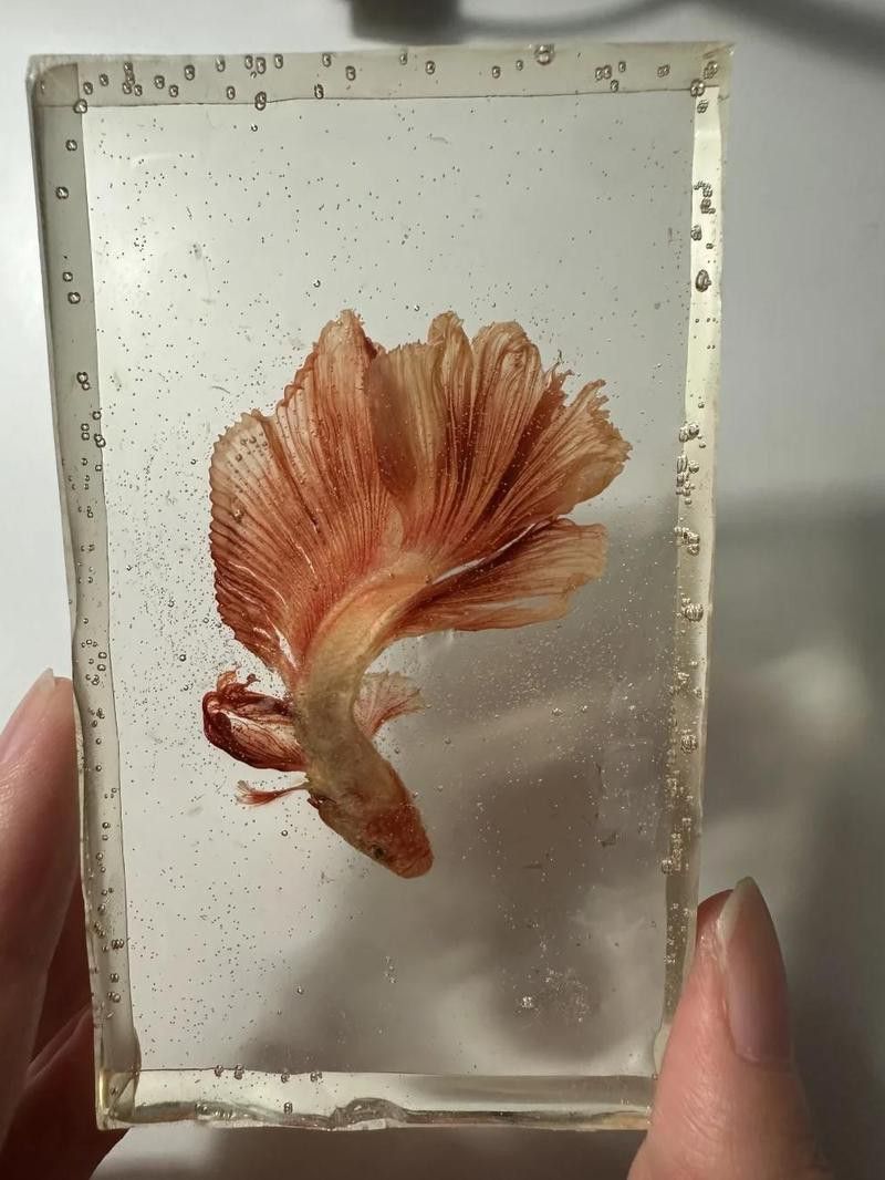 如何制作龍魚標本？ 如何制作龍魚標本？ 龍魚百科 第3張