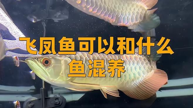 紅龍魚和飛鳳魚可以混養嗎？