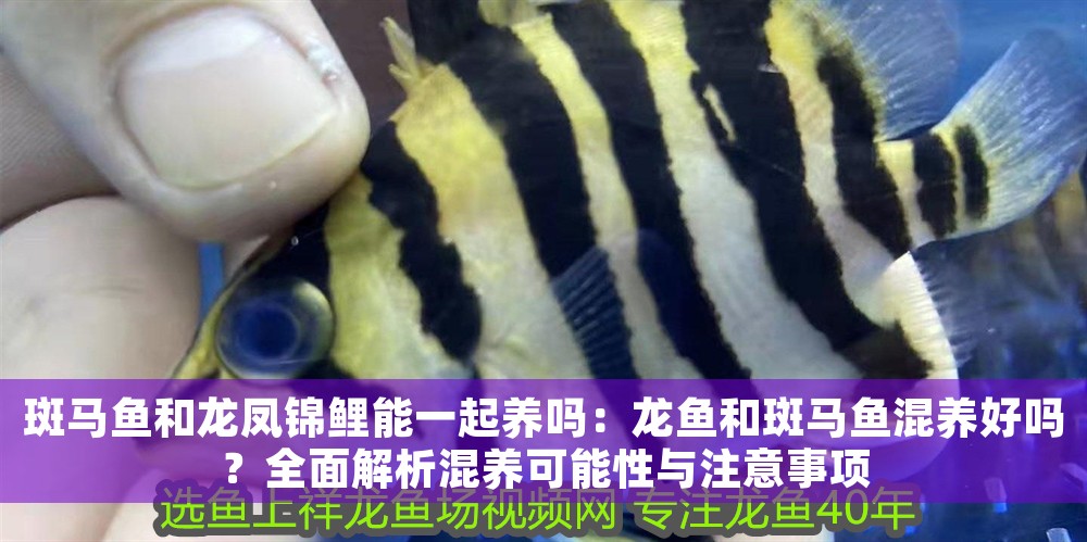 斑馬魚和龍鳳錦鯉能一起養嗎：龍魚和斑馬魚混養好嗎？全面解析混養可能性與注意事項 斑馬魚和龍鳳錦鯉能一起養嗎：龍魚和斑馬魚混養好嗎？全面解析混養可能性與注意事項 龍魚百科 第1張