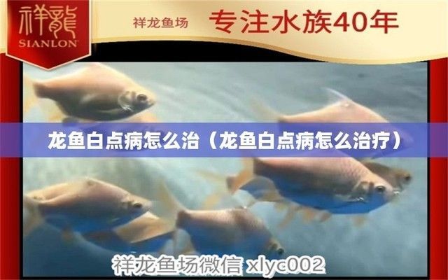 龍魚白點用什么藥：如何治療龍魚白點病
