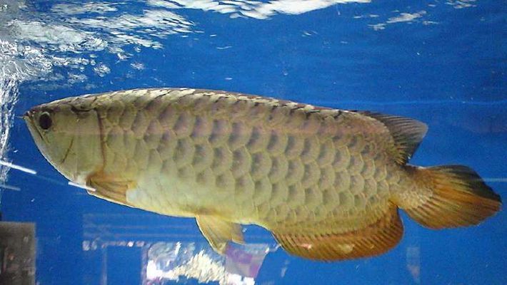 龍魚白點用什么藥：如何治療龍魚白點病