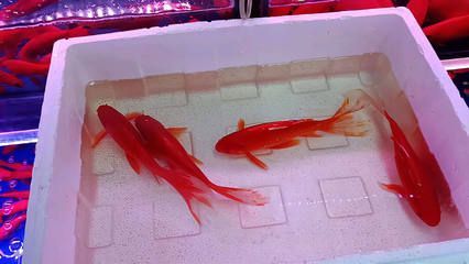 草金魚喂龍魚：關于草金魚喂龍魚的一些詳細信息