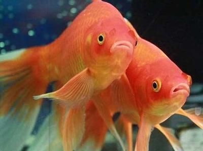 草金魚喂龍魚：關于草金魚喂龍魚的一些詳細信息