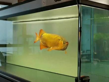 紅龍魚用白燈還是黃燈好看