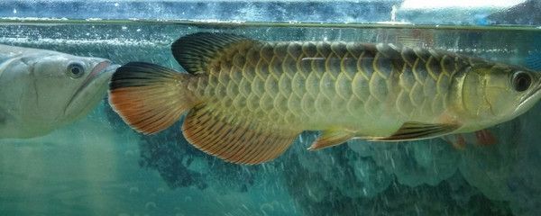 金龍魚退垢和爬背（關于金龍魚的“退垢”，可以采取以下幾種方法促進金龍魚爬背）