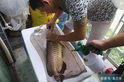龍魚身上粘液掛水珠：如何清潔龍魚粘液，龍魚粘液與水質(zhì)關(guān)系