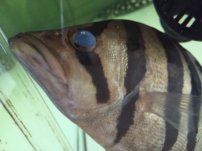 龍魚眼睛白點變黃是要好了嗎怎么治療龍魚眼睛白點變黃是要好了嗎：龍魚眼睛白點變黃怎么治療
