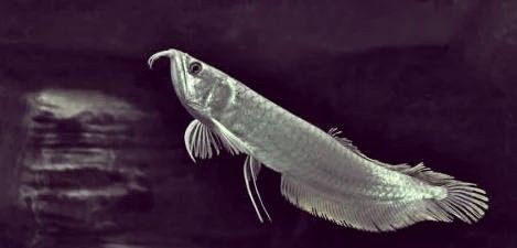 銀龍為什么沒(méi)有金龍魚(yú)貴