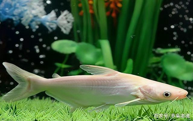 白化火箭魚能和龍魚混養嗎 白化火箭魚能和龍魚混養嗎 龍魚百科 第2張