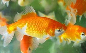 金龍魚(yú)的觀察日記350字