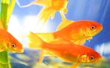 金龍魚(yú)的觀察日記350字