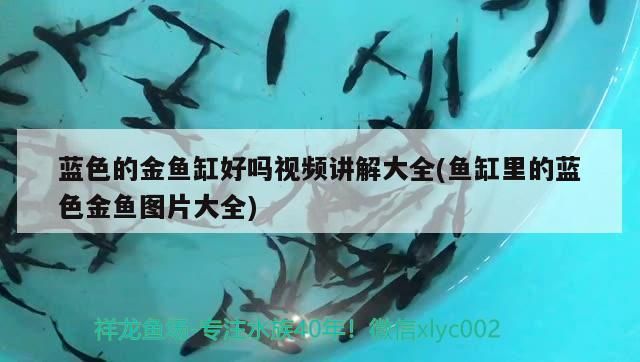 藍色的金魚缸好嗎視頻講解大全(魚缸里的藍色金魚圖片大全)