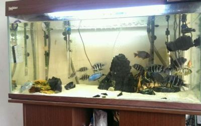 龍魚二十四小時開燈好嗎：每天8-12小時的光照可能會對龍魚造成負面影響