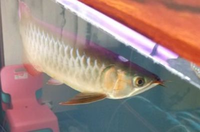 紅龍魚兩年能長多大（紅龍魚一年能長多大）