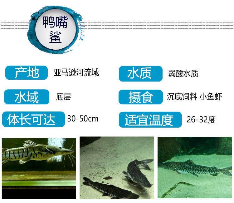 鴨嘴鯊魚混養(yǎng)適宜水溫范圍，鴨嘴鯊魚混養(yǎng)注意事項，鴨嘴鯊魚最佳混養(yǎng)伙伴