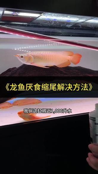 龍魚驚嚇怎么辦