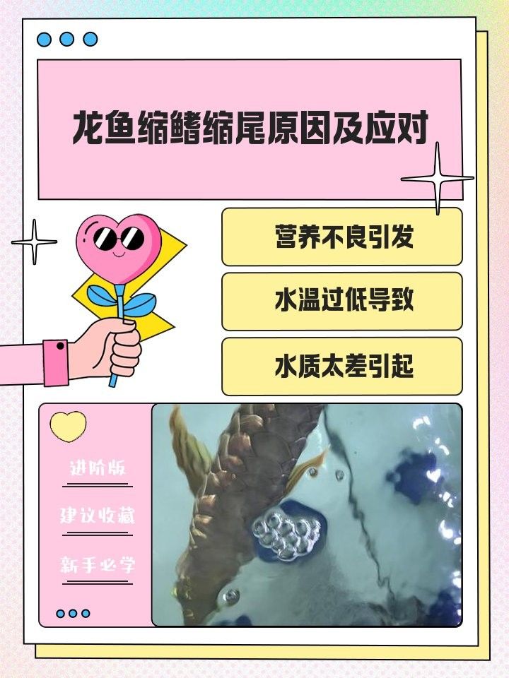 龍魚驚嚇怎么辦