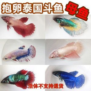 泰國(guó)斗魚批發(fā)：泰國(guó)斗魚批發(fā)及貨源基地
