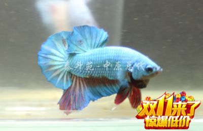 泰國(guó)斗魚批發(fā)：泰國(guó)斗魚批發(fā)及貨源基地