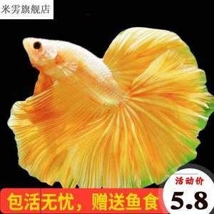 泰國(guó)斗魚批發(fā)：泰國(guó)斗魚批發(fā)及貨源基地