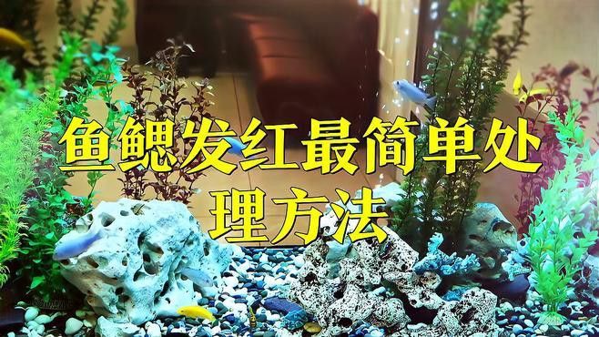 如何改善紅龍魚腮部顏色？