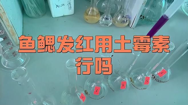 如何改善紅龍魚腮部顏色？