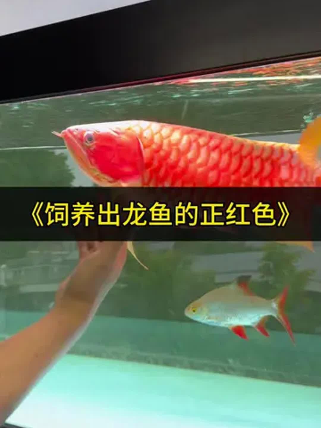如何改善紅龍魚腮部顏色？