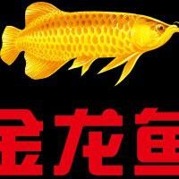 金龍魚江蘇生產(chǎn)基地在哪里