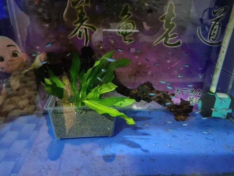 龍魚缸水草種植教程