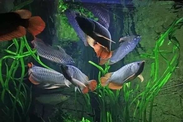 龍魚缸水草種植教程