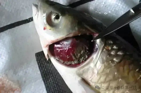 龍魚鰓蓋爛了最簡單去除方法