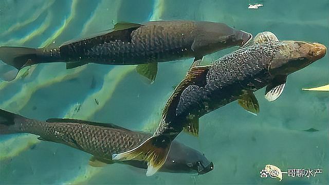 龍魚鰓蓋爛了最簡單去除方法