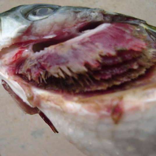 龍魚鰓蓋爛了最簡單去除方法