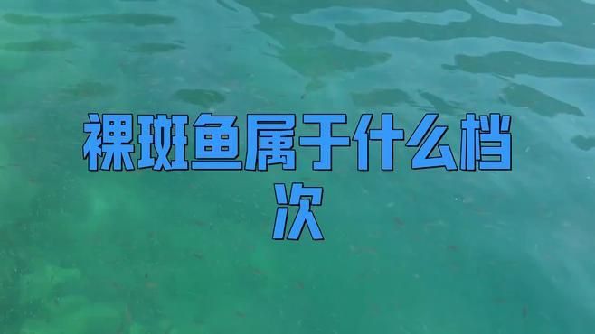 裸斑魚屬于什么檔次